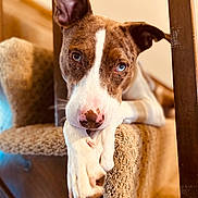 Trixie joined the competition — help win amazing prizes! animal, blue_eyes, brown_and_white, canine, carpet, close_up, cute, dog, domestic, ears, furniture, indoor, nose, paw, pet, portrait, relaxed, resting, stairs, wood