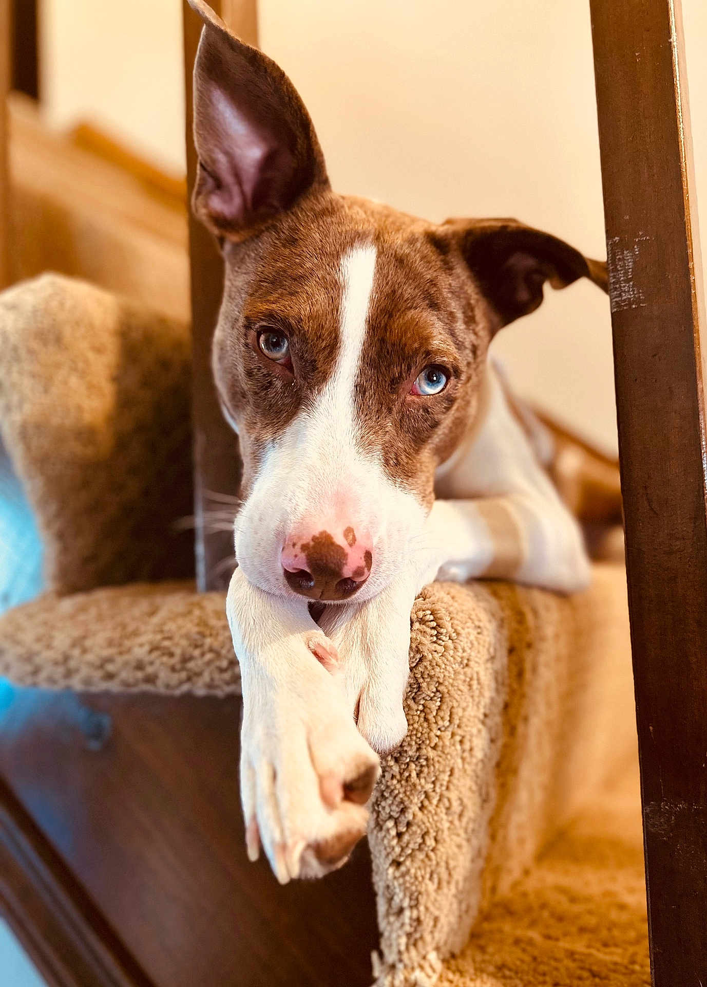 Trixie