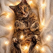 Luna joined the competition — help win amazing prizes! cat, feline, pet, animal, cozy, blanket, fairy_lights, star_lights, warm_lighting, indoor, cute, relaxed, fur, paws, whiskers, sleepy, soft_texture, tabby, close_up, resting