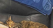 Luna joined the competition — help win amazing prizes! cat, tabby, sleeping, couch, pillow, blanket, indoor, cozy, resting, fur, pet, domestic_animal, furniture, home, relaxation, animal, comfort, living_room, cute, nap
