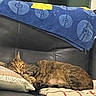 cat, tabby, sleeping, couch, pillow, blanket, indoor, cozy, resting, fur, pet, domestic_animal, furniture, home, relaxation, animal, comfort, living_room, cute, nap