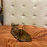 Luna is registered to the contest to win money with this photo: cat, tabby_cat, bed, orange_bedspread, headboard, indoor, furniture, resting, cozy, pet, animal, fur, whiskers, relaxed, looking, domestic, sleepy, mammal, household, comfort