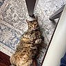 Luna is registered to the contest to win money with this photo: cat, tabby, indoor, rug, floor, table_legs, relaxed, pet, feline, whiskers, curious, brown, striped, belly_up, cute, domestic_animal, fur, animal, resting, house