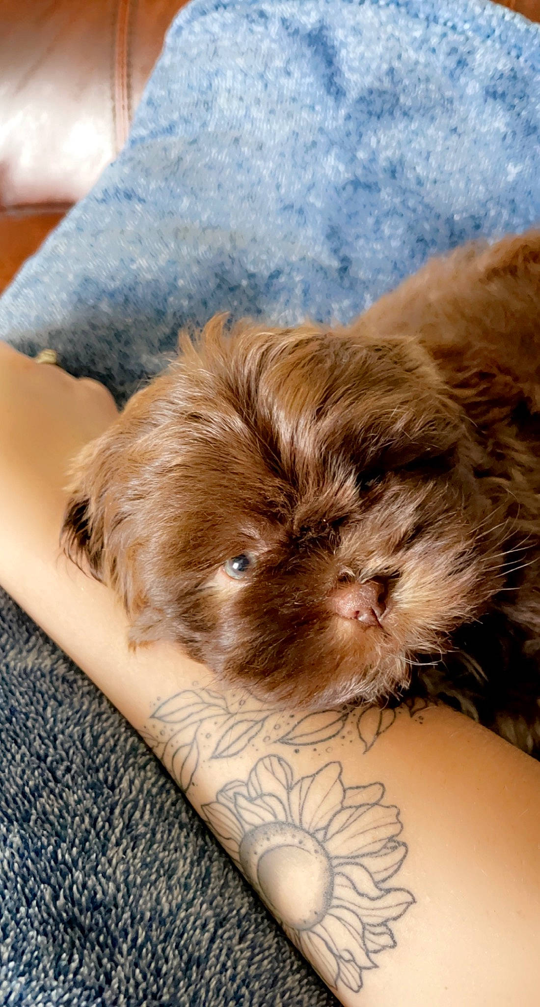 Barkley joined the competition — help win amazing prizes! abdomen, bed, bedding, carnivore, comfort, companion_dog, dog, dog_breed, fawn, fur, human_leg, linens, liver, paw, pillow, sleep, toy_dog, whiskers, working_animal, wrinkle