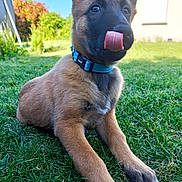 Brako a rejoint le concours — aidez-le/la à gagner de superbes lots ! dog, puppy, grass, tongue, blue_collar, outdoor, sunny, pet, animal, mammal, cute, young_dog, garden, house, nature, playful, fur, canine, lying_down, daylight