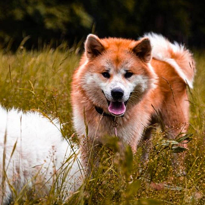 Tsuki a rejoint le concours — aidez-le/la à gagner de superbes lots ! canidae, canis, carnivore, companion_dog, dog, dog_breed, fang, fawn, fur, grass, grassland, natural_landscape, plant, snout, tail, terrestrial_animal, vertebrate, water, whiskers, window