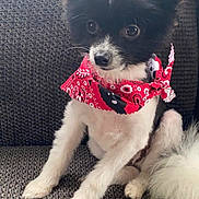 Creed joined the competition — help win amazing prizes! dog, black_and_white, bandana, red_bandana, sitting, fluffy_tail, curious_eyes, pet, indoor, couch, textured_couch, small_dog, cute, fur, animal, canine, domestic, companion, alert, portrait
