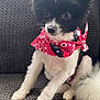 dog, black_and_white, bandana, red_bandana, sitting, fluffy_tail, curious_eyes, pet, indoor, couch, textured_couch, small_dog, cute, fur, animal, canine, domestic, companion, alert, portrait