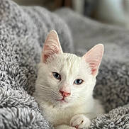 Albus participe au concours pour gagner de l'argent avec cette photo : animal, blanket, blue_eyes, closeup, cozy, cute, domestic_cat, feline, fur, indoor, kitten, paw, pet, pink_nose, portrait, relaxed, sleepy, soft_texture, whiskers, white_cat
