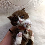 Cookie participe au concours pour gagner de l'argent avec cette photo : kitten, cat, pet, cute, fluffy, brown_and_white, paw, whiskers, hand, indoors, soft, fur, animal, small, young, curious, close_up, face, eyes, cozy