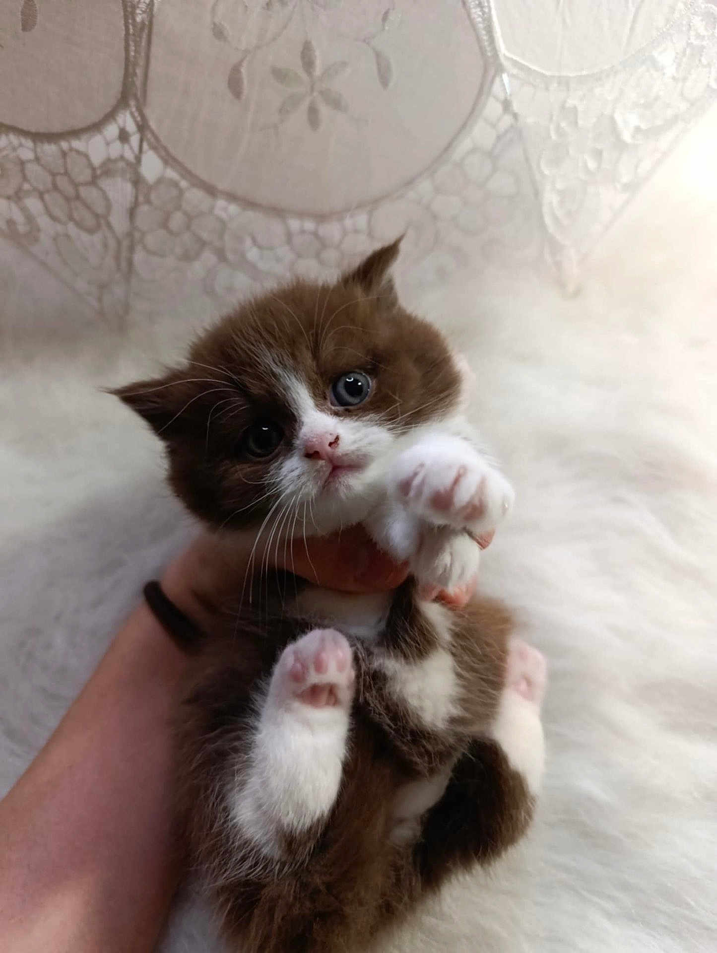 Cookie