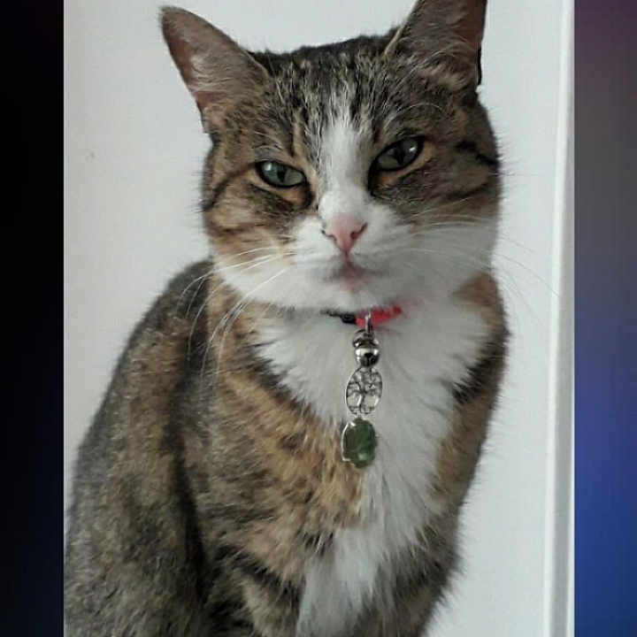 Opaline participe au concours pour gagner de l'argent avec cette photo : animal, background, cat, closeup, collar, cute, domestic_animal, eyes, face, feline, fur, indoor, interface, mobile_screen, pet, portrait, screenshot, tabby, text, whiskers