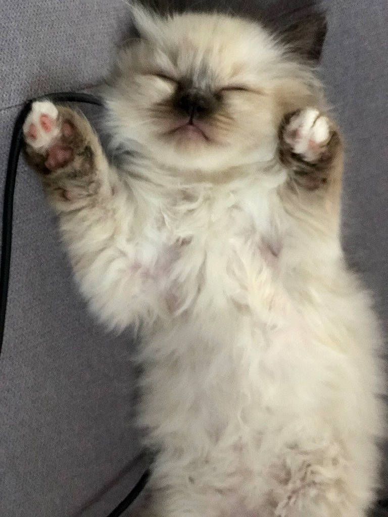 Palak participe au concours pour gagner de l'argent avec cette photo : balinese, birman, carnivore, cat, claw, companion_dog, fawn, felidae, fur, iris, paw, persian, plant, ragdoll, small_to_medium_sized_cats, snout, tail, terrestrial_animal, thai, whiskers