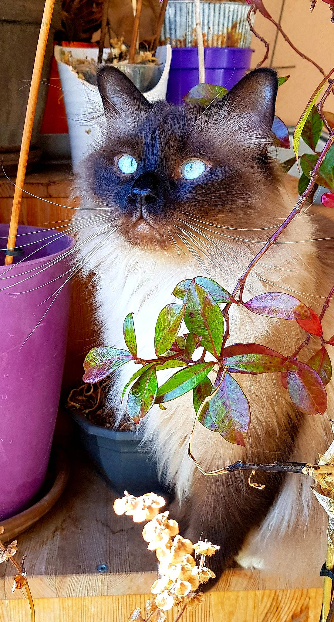 Palak participe au concours pour gagner de l'argent avec cette photo : birman, blue, carnivore, cat, electric_blue, fawn, felidae, flowerpot, fur, grass, iris, pattern, photography, plant, siamese, small_to_medium_sized_cats, snout, terrestrial_animal, thai, whiskers