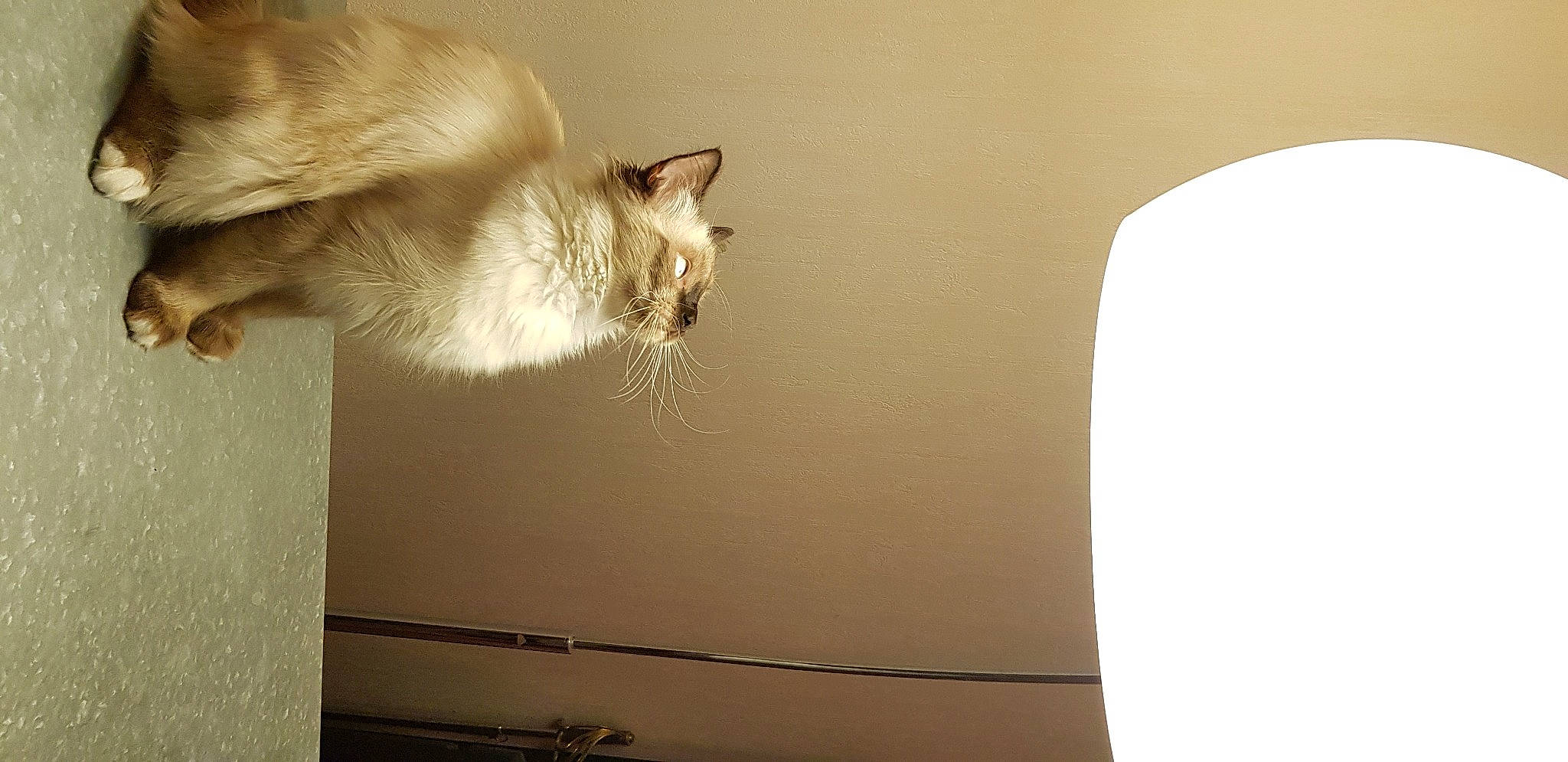 Palak a rejoint le concours — aidez-le/la à gagner de superbes lots ! carnivore, cat, comfort, domestic_short_haired_cat, fawn, felidae, fur, hardwood, light_fixture, paw, room, shadow, shelf, small_to_medium_sized_cats, snout, tail, tints_and_shades, whiskers, wood