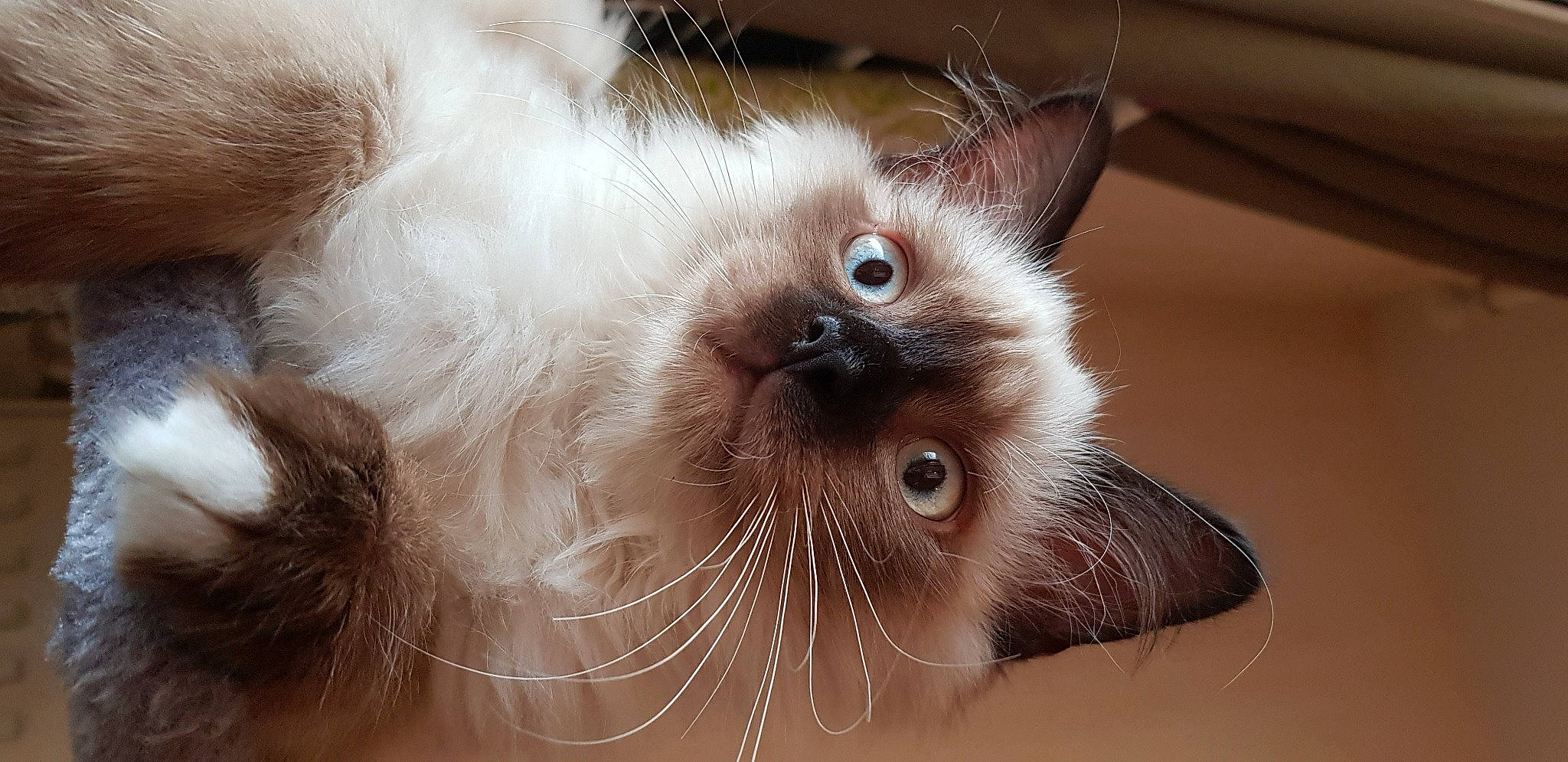 Palak participe au concours pour gagner de l'argent avec cette photo : balinese, birman, box, carnivore, cat, domestic_short_haired_cat, ear, fawn, felidae, fur, iris, paw, ragdoll, siamese, small_to_medium_sized_cats, snout, terrestrial_animal, thai, whiskers