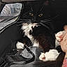 animal, black_and_white, cat, close_up, funny, fur, hand, indoor, kitten, mesh, paws, pet, pet_carrier, petting, sitting, tattoo, travel_carrier, tuxedo_cat, whiskers, yellow_eyes
