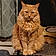 Butterscotch