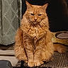 animal_photography, cat, curtain, dish, ears, feline, fluffy, front_view, fur, furniture, home, indoors, longhaired, orange_cat, paws, pet, portrait, serious_expression, sitting, whiskers