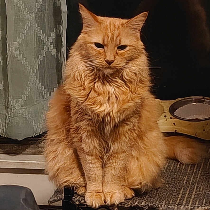 Butterscotch