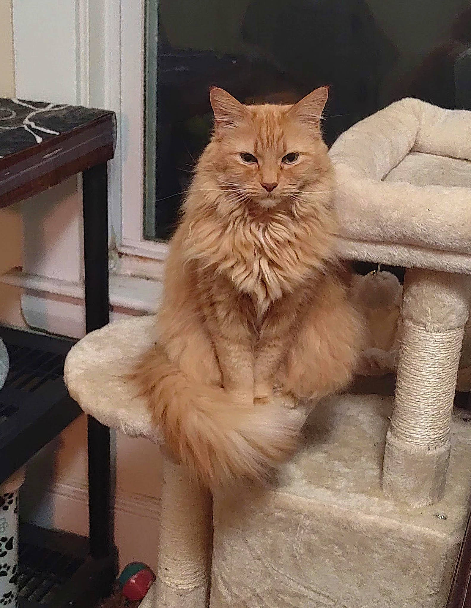 Butterscotch joined the competition — help win amazing prizes! british_longhair, carnivore, cat, chair, claw, comfort, domestic_short_haired_cat, fawn, felidae, flooring, fur, hardwood, sitting, small_to_medium_sized_cats, snout, tail, terrestrial_animal, whiskers, window, wood