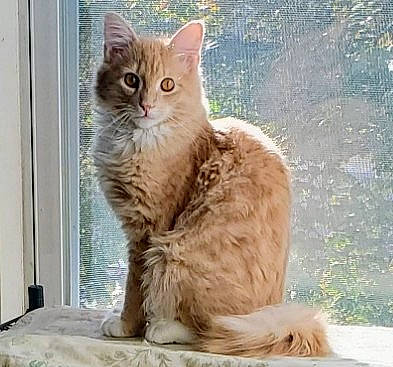 Benny joined the competition — help win amazing prizes! british_longhair, carnivore, cat, claw, comfort, fawn, felidae, fur, small_to_medium_sized_cats, snout, tail, terrestrial_animal, whiskers, window