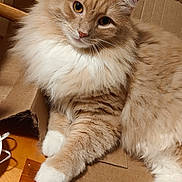 Benny is registered to the contest to win money with this photo: amber_eyes, animal, cardboard_box, cat, close_up, ears, fluffy, furry, ginger, indoors, long_hair, lying_down, paws, pet, portrait, sitting, whiskers, white, wooden_floor, wooden_furniture
