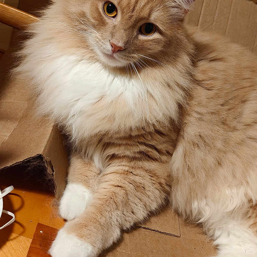 Benny is registered to the contest to win money with this photo: amber_eyes, animal, cardboard_box, cat, close_up, ears, fluffy, furry, ginger, indoors, long_hair, lying_down, paws, pet, portrait, sitting, whiskers, white, wooden_floor, wooden_furniture