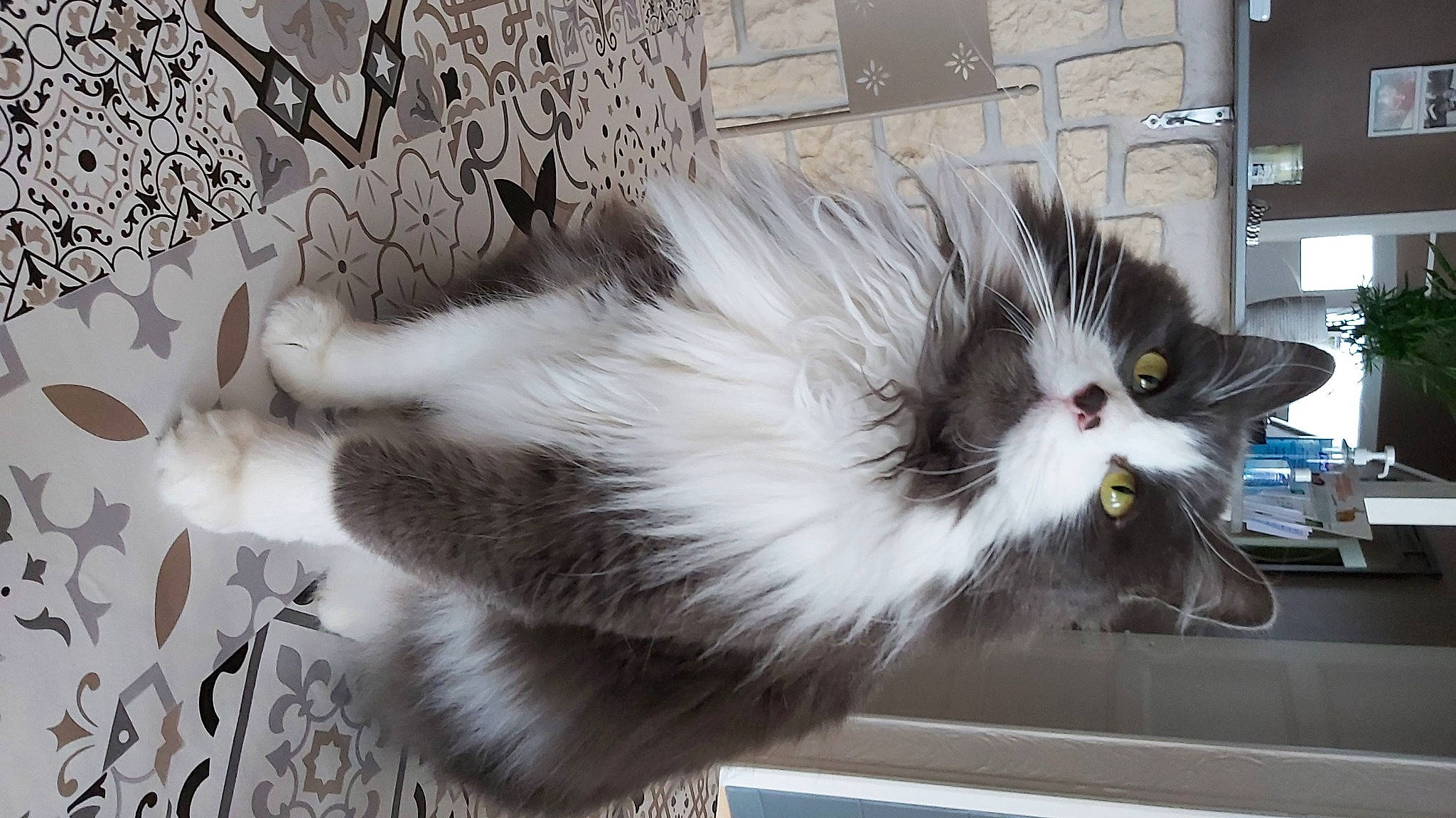 Choupy participe au concours pour gagner de l'argent avec cette photo : british_longhair, carnivore, cat, felidae, fur, paw, plant, small_to_medium_sized_cats, snout, tail, terrestrial_animal, whiskers, window