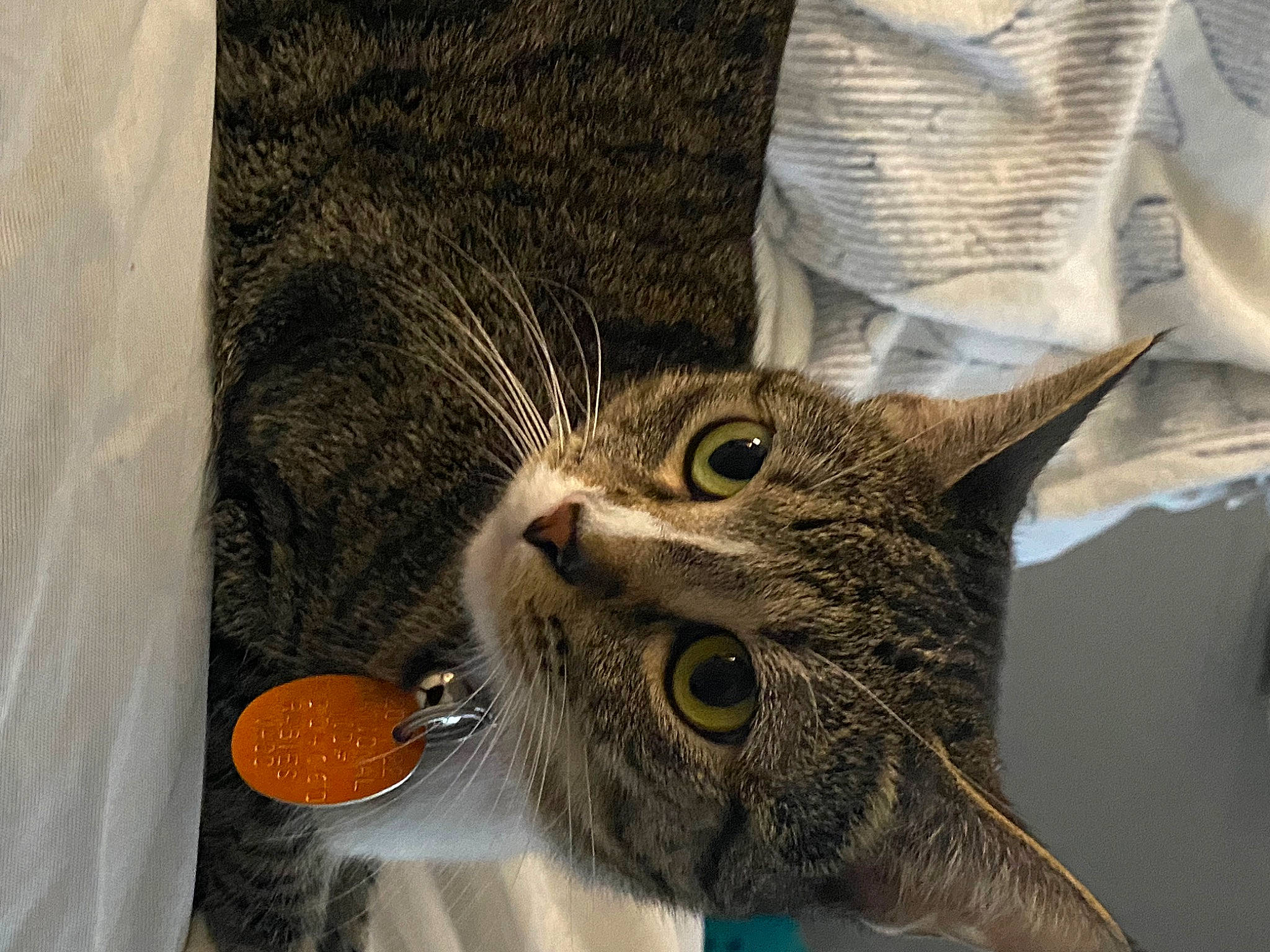 Sage joined the competition — help win amazing prizes! carnivore, cat, domestic_short_haired_cat, drinking, felidae, fur, linens, small_to_medium_sized_cats, snout, tree, whiskers, wood