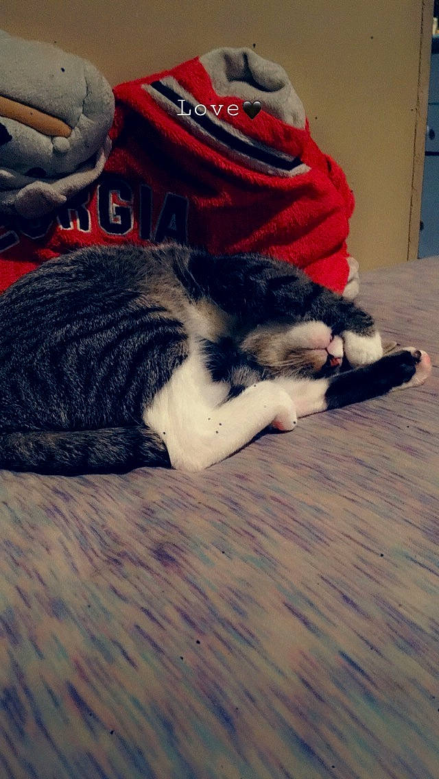 Sage is registered to the contest to win money with this photo: canidae, carnivore, cat, comfort, companion_dog, dog_breed, felidae, floor, flooring, grey, hardwood, human_leg, linens, small_to_medium_sized_cats, sporting_group, sportswear, tail, thigh, whiskers, wood