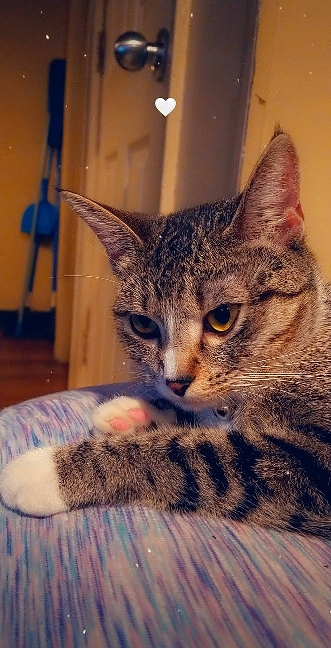 Sage joined the competition — help win amazing prizes! carnivore, cat, claw, comfort, domestic_short_haired_cat, felidae, fur, paw, small_to_medium_sized_cats, snout, terrestrial_animal, whiskers, window