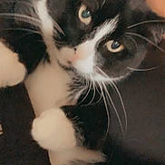 Sauske is registered to the contest to win money with this photo: cat, black_and_white_cat, pet, whiskers, close_up, person, glasses, cuddle, indoor, face, fur, animal, companion, cute, relaxing, cozy, soft, friendly, cute_pet, domestic_animal