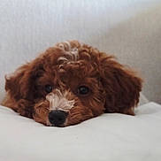 Ana is registered to the contest to win money with this photo: adorable, animal, brown, close_up, companion, cozy, curly_fur, cute, dog, face, fur, indoors, lying_down, pet, puppy, resting, snout, soft, white_patch, young