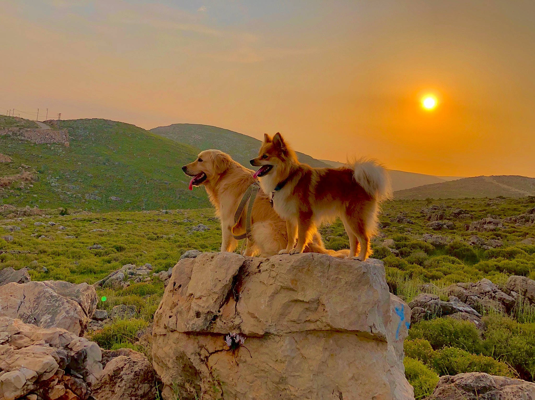 Ella participe au concours pour gagner de l'argent avec cette photo : bedrock, carnivore, cloud, companion_dog, dog, dog_breed, evening, fawn, grass, grassland, hill, horizon, landscape, mountain, outcrop, plant, rock, sky, sporting_group, wildlife