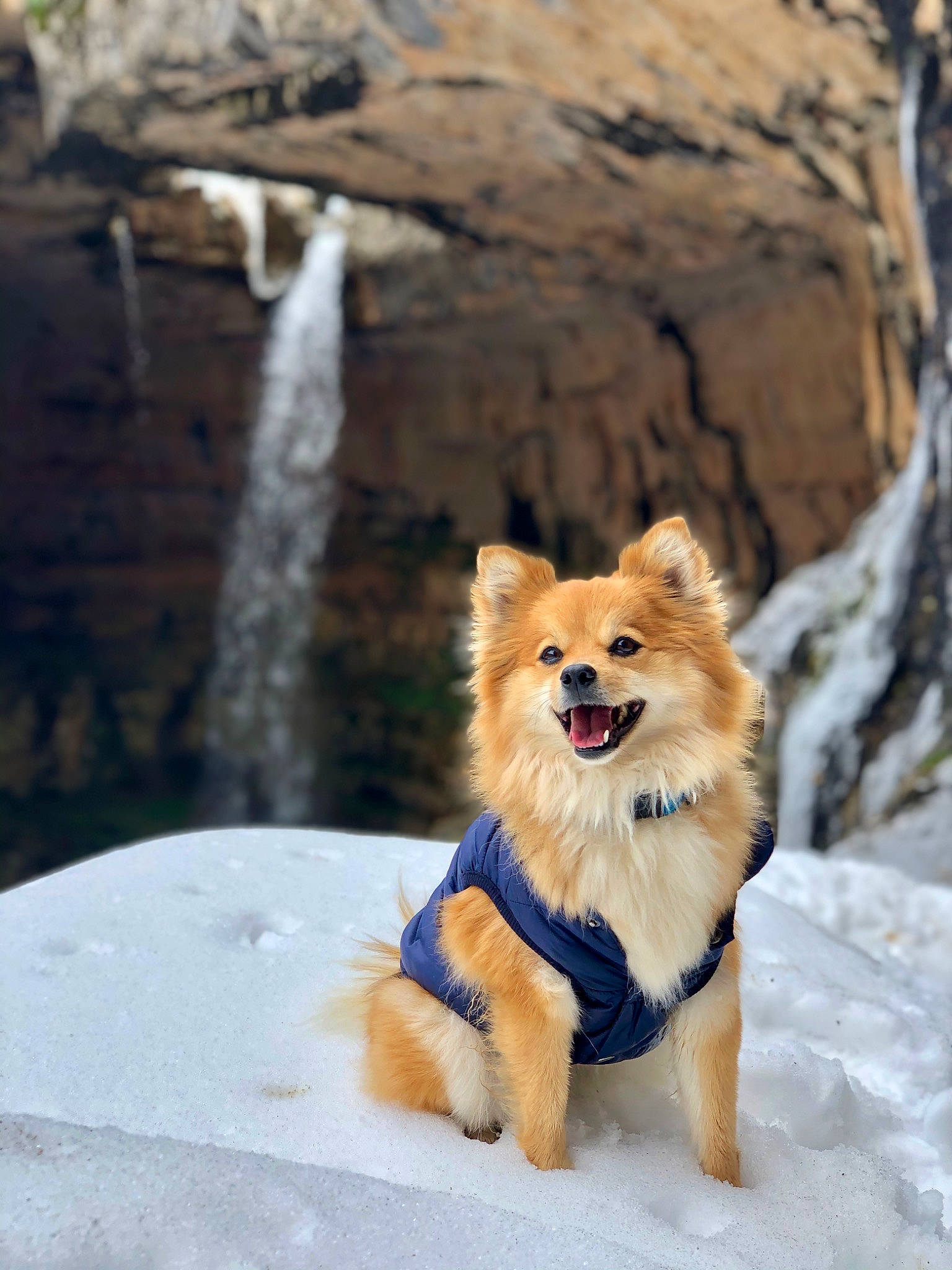 Ella a rejoint le concours — aidez-le/la à gagner de superbes lots ! carnivore, collar, companion_dog, dog, dog_breed, dog_supply, electric_blue, fawn, freezing, german_spitz, german_spitz_klein, german_spitz_mittel, snow, spitz, sporting_group, tail, tree, water, waterfall, winter