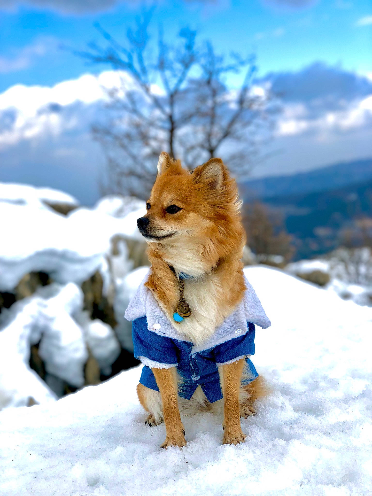 Ella a rejoint le concours — aidez-le/la à gagner de superbes lots ! carnivore, cloud, companion_dog, dog, dog_breed, dog_supply, electric_blue, fawn, freezing, fur, mountain, plant, sky, snout, snow, spitz, sporting_group, tree, whiskers, winter