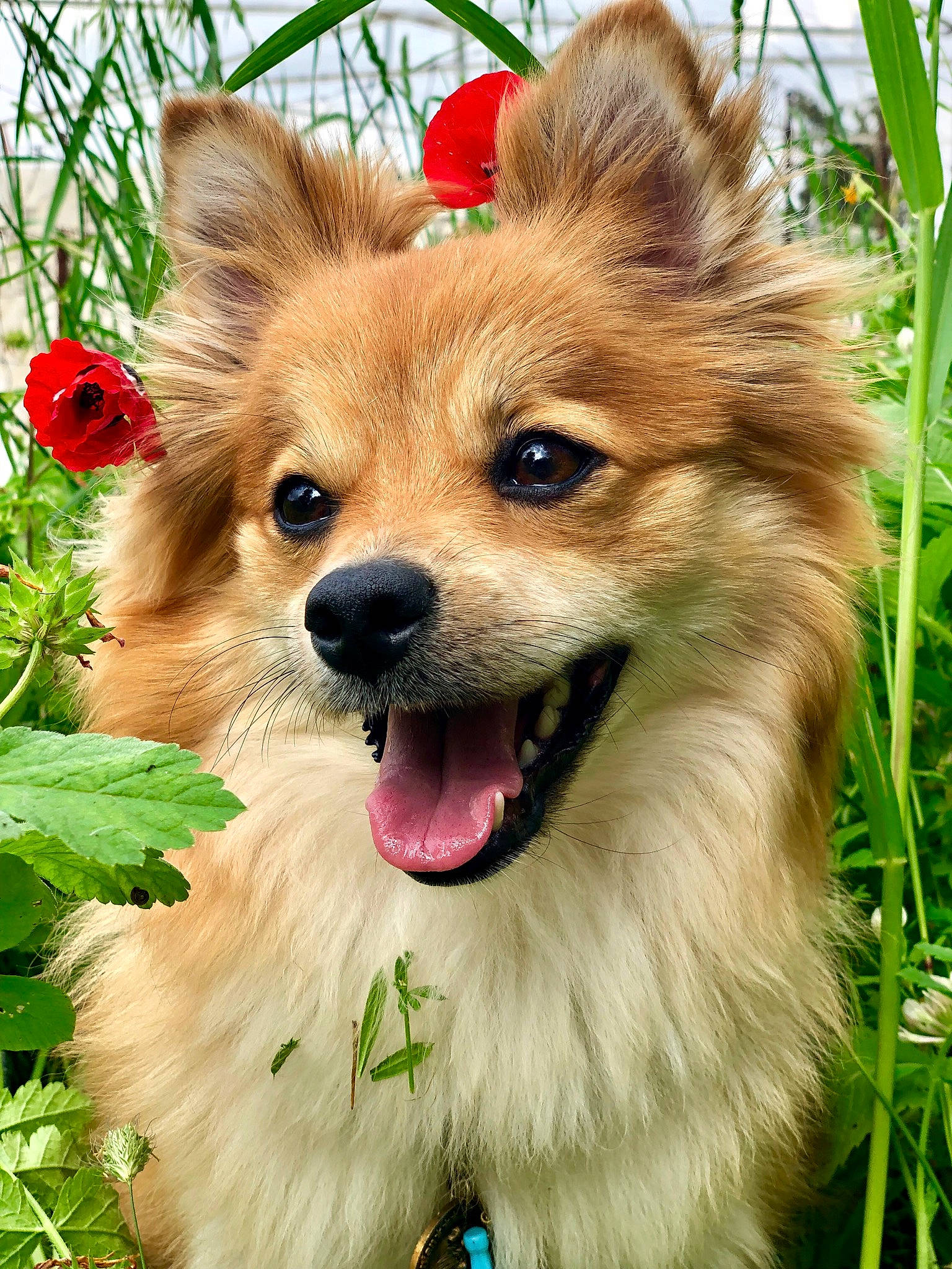 Ella participe au concours pour gagner de l'argent avec cette photo : canidae, carnivore, companion_dog, dog, dog_breed, eye, fawn, flower, fur, german_spitz, german_spitz_klein, grass, hair, liver, plant, snout, spitz, sporting_group, toy_dog, whiskers