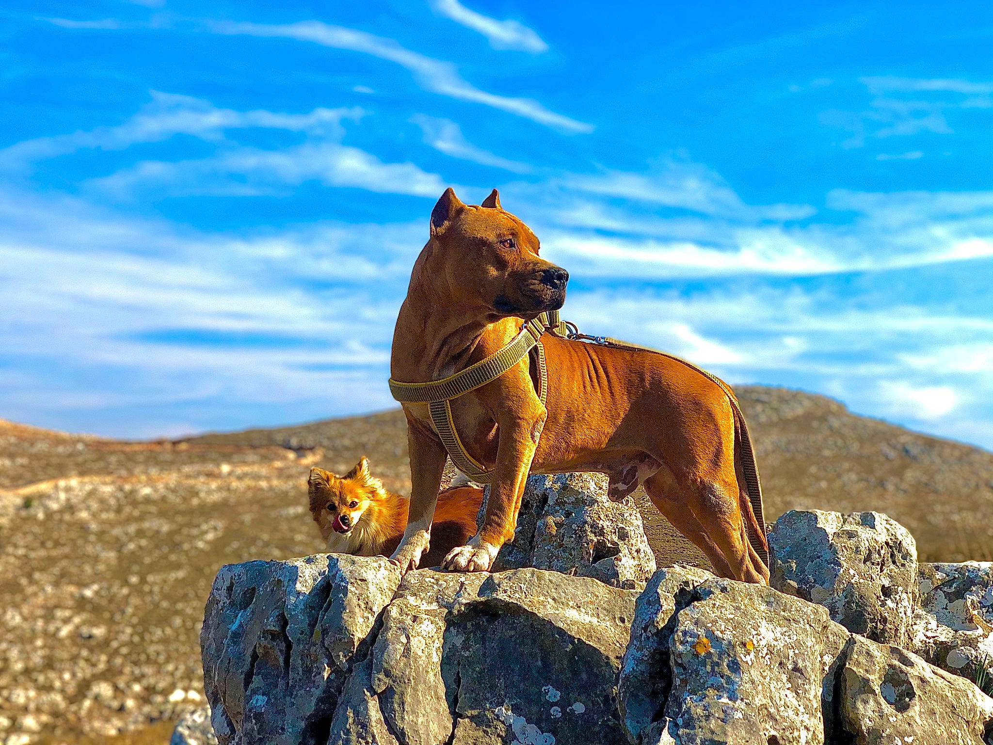 Ella participe au concours pour gagner de l'argent avec cette photo : art, bedrock, big_cats, carnivore, cloud, felidae, grass, grassland, hill, horizon, landscape, lion, masai_lion, mountain, rock, sky, soil, terrestrial_animal, wildlife, wood