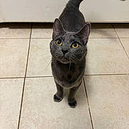 Rico joined the competition — help win amazing prizes! cat, gray_cat, pet, animal, feline, curious, yellow_eyes, whiskers, tail, indoor, tile_floor, looking_up, cute, domestic_cat, small, four_legs, ears, fur, mammal, closeup
