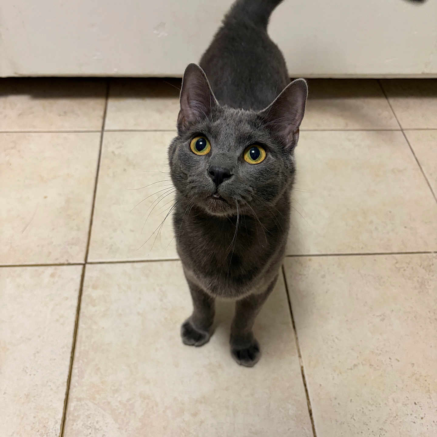Rico joined the competition — help win amazing prizes! cat, gray_cat, pet, animal, feline, curious, yellow_eyes, whiskers, tail, indoor, tile_floor, looking_up, cute, domestic_cat, small, four_legs, ears, fur, mammal, closeup