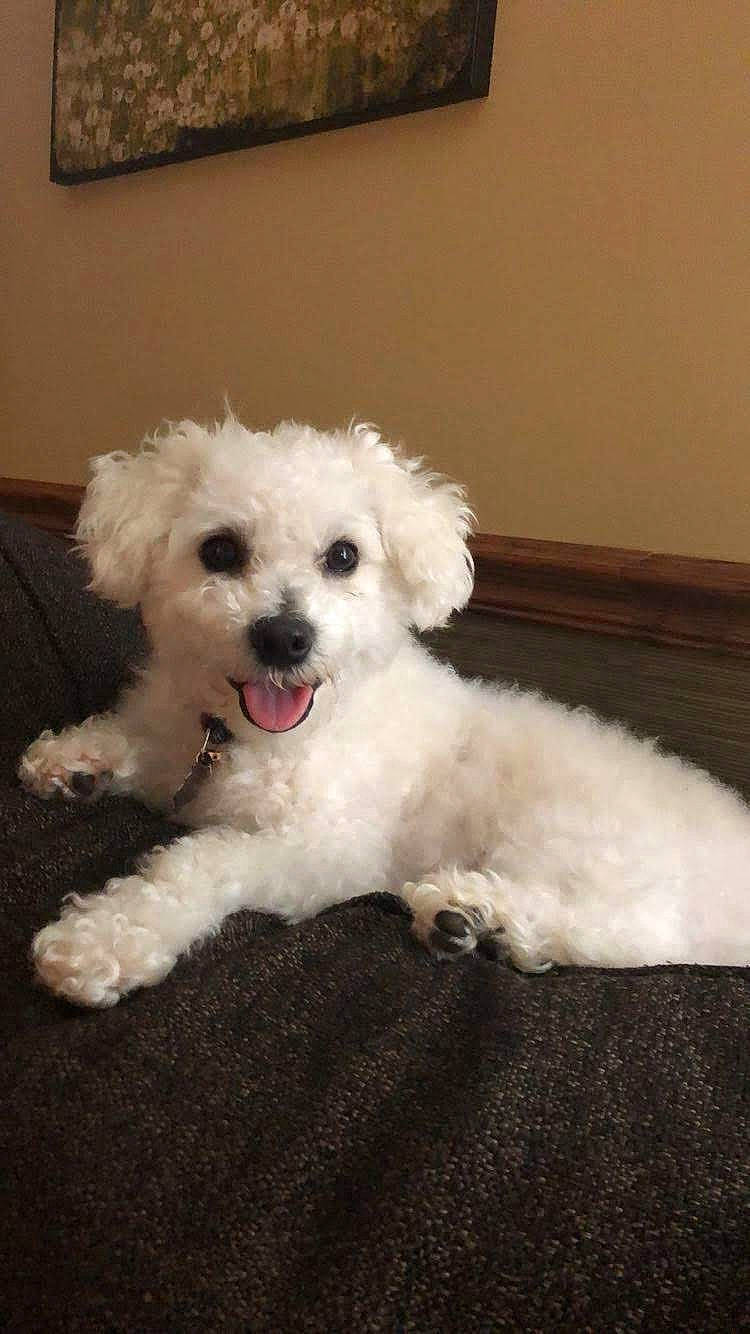 Rookie is registered to the contest to win money with this photo: bichon, canidae, carnivore, companion_dog, dog, dog_breed, fur, maltepoo, mammal, non_sporting_group, picture_frame, poodle, poodle_crossbreed, puppy, snout, tongue, toy_dog, vertebrate, water_dog, working_animal