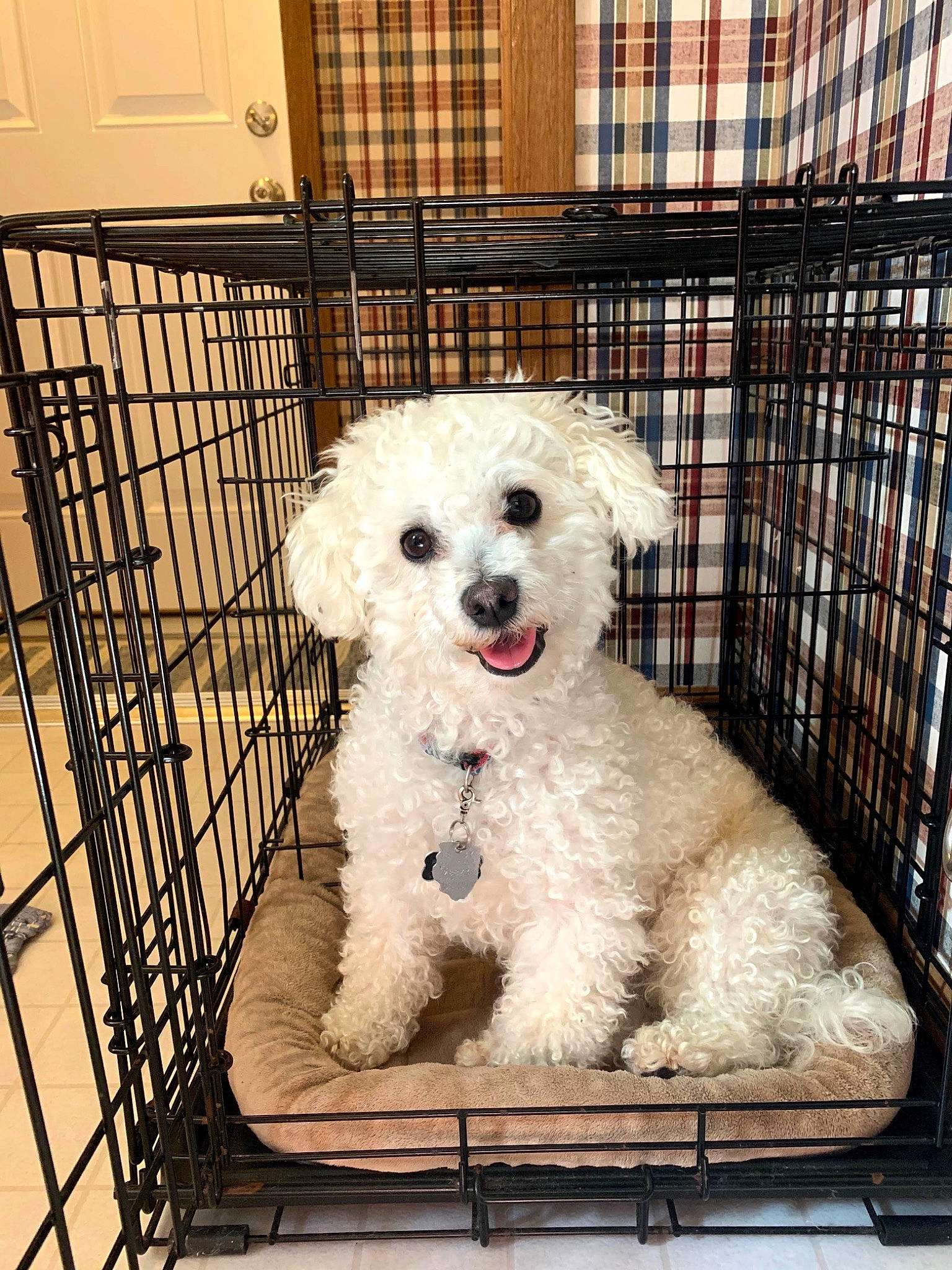 Rookie is registered to the contest to win money with this photo: animal_shelter, cage, canidae, carnivore, companion_dog, dog, dog_breed, dog_crate, dog_supply, mammal, mesh, pet_supply, poodle, snout, sporting_group, tongue, toy_dog, vertebrate, water_dog, working_animal