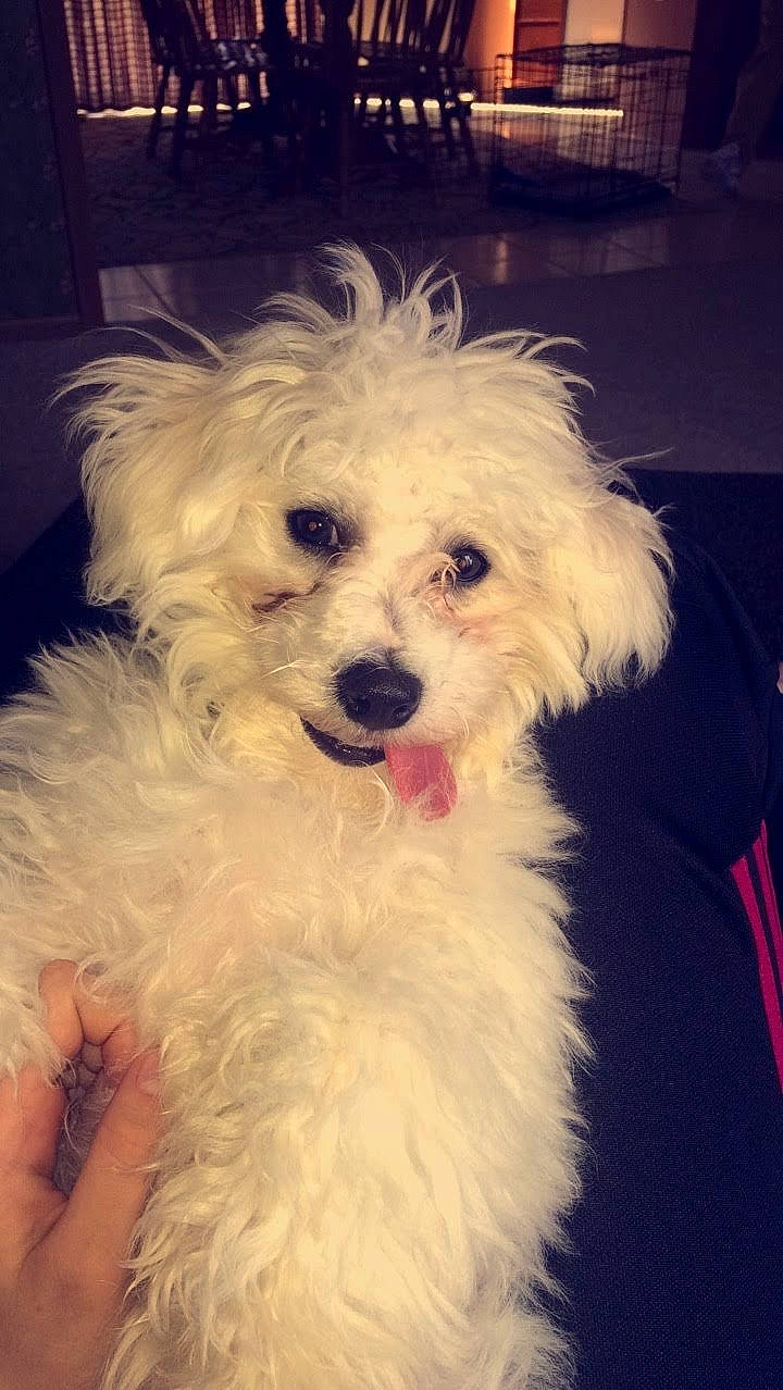 Rookie joined the competition — help win amazing prizes! bichon, canidae, carnivore, companion_dog, dog, dog_breed, fur, natural_material, non_sporting_group, poodle_crossbreed, snout, sporting_group, tongue, toy_dog, water_dog, working_animal