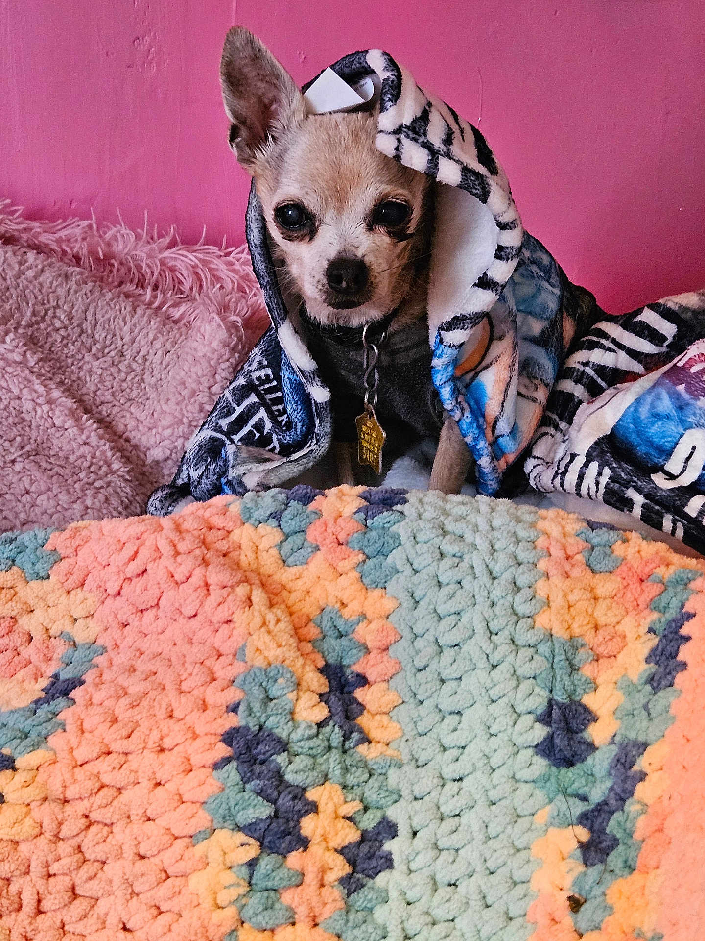 Buddy is registered to the contest to win money with this photo: dog, chihuahua, blanket, hood, collar, dog_tag, pink_wall, crochet_blanket, plush_bedding, textile_pattern, cozy, pet, ears, eyes, face, fur, indoor, bed, snug, furry_texture
