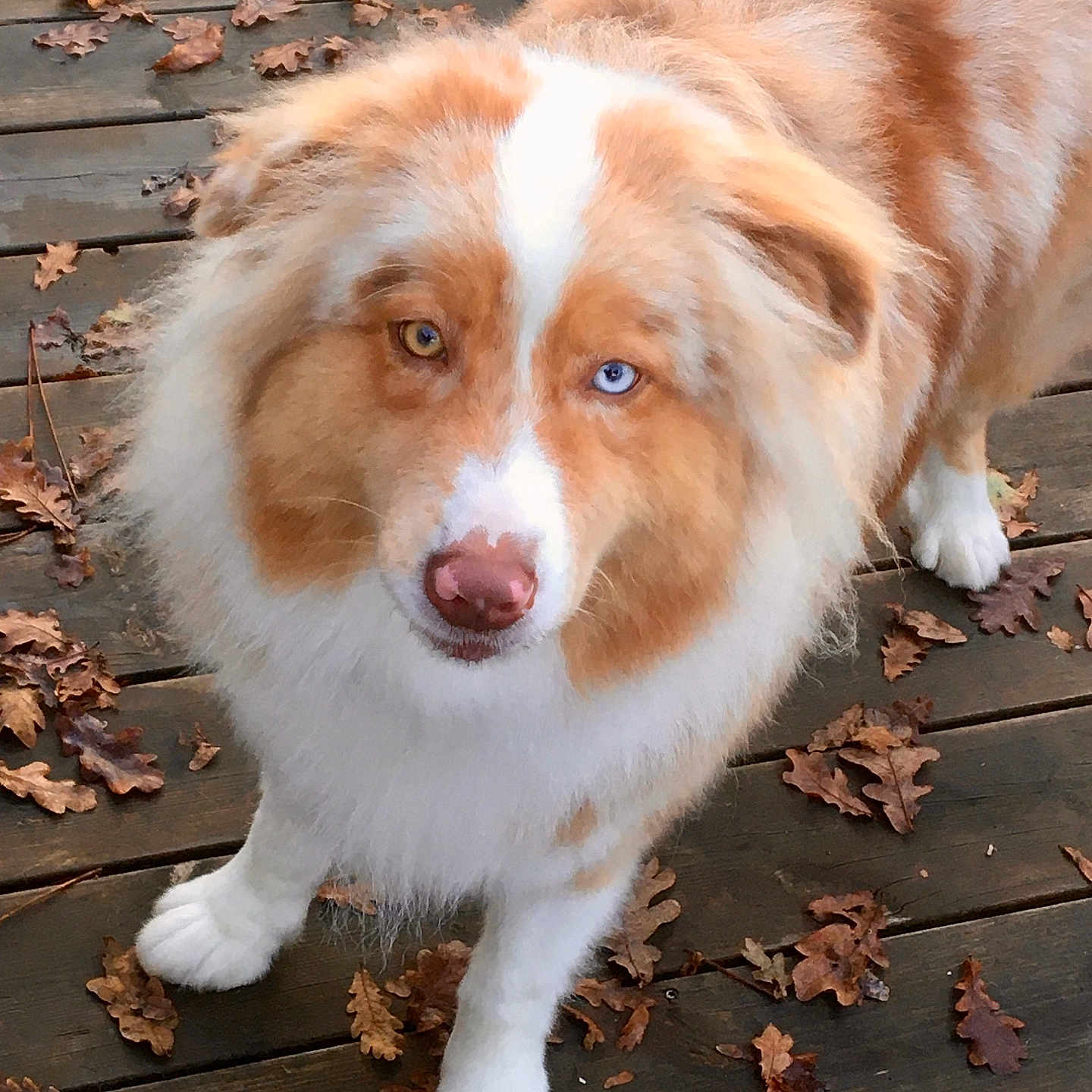 Rimsky a rejoint le concours — aidez-le/la à gagner de superbes lots ! animal, architecture, boardwalk, bridge, building, canine, collie, deck, dog, eskimodog, hardwood, husky, leaf, pet, plant, puppy, tree, water, waterfront, wood