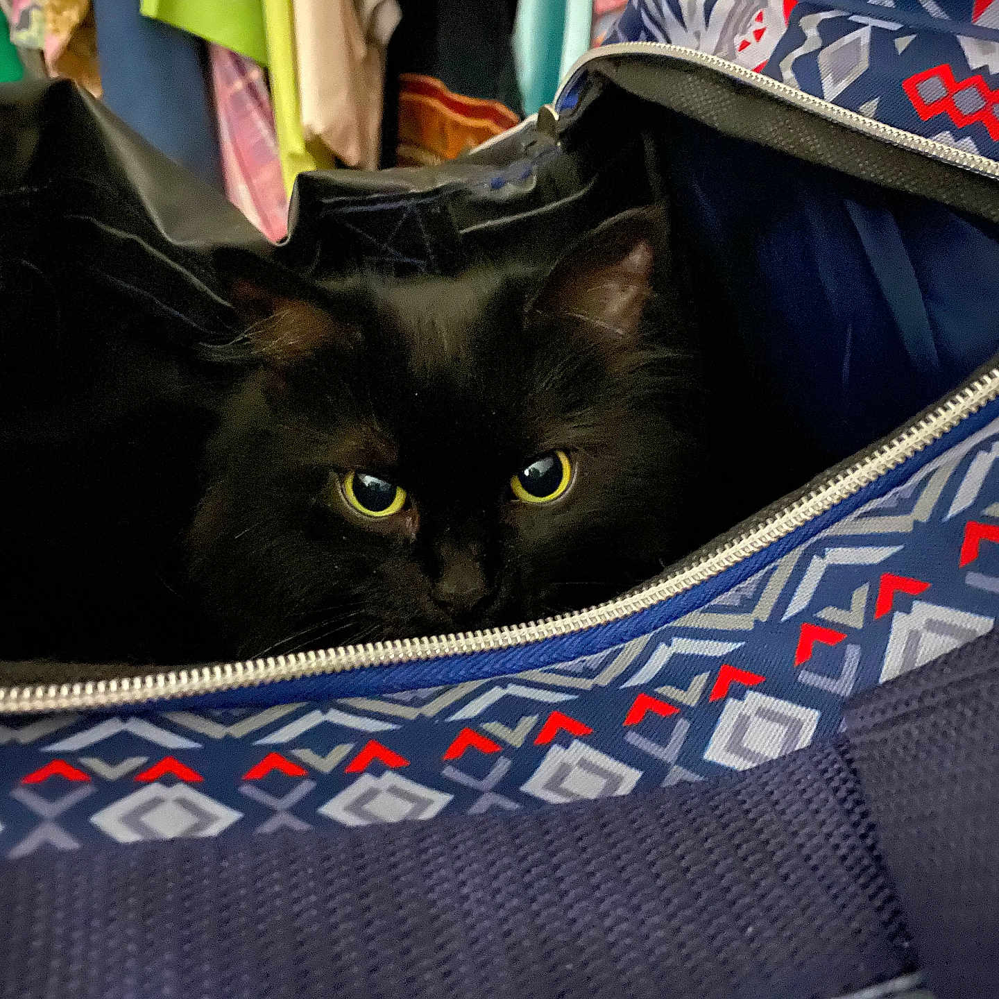 Ms Cassie Bell is registered to the contest to win money with this photo: abyssinian, accessories, animal, bag, bed, blackcat, blanket, cat, clothing, furniture, handbag, hat, hoodie, kitten, knitwear, manx, pet, strap, sweater, sweatshirt
