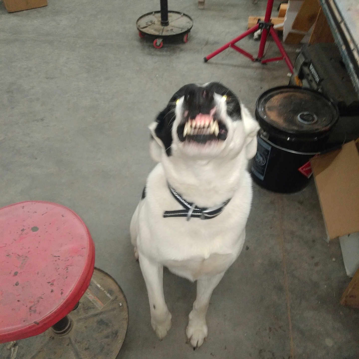 Diesel is registered to the contest to win money with this photo: accessories, animal, barstool, bulldog, canine, chair, coffeetable, diningtable, dog, furniture, indoors, machine, pet, plywood, puppy, spoke, strap, table, wheel, wood