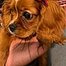 Amber Renee is registered to the contest to win money with this photo: puppy, dog, brown_fur, white_stripe, pink_bow, pet, close_up, hand, cute, fluffy, indoors, animal, young_dog, fur, portrait, adorable, looking_away, soft_light, domestic_animal, companion