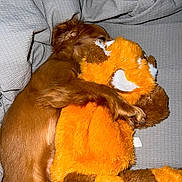 Amber Renee joined the competition — help win amazing prizes! dog, stuffed_animal, plush_toy, brown_dog, orange_toy, snuggling, blanket, cozy, sleeping, cute, pet, fur, toy, indoor, relaxation, comfort, animal, cuddle, soft, rest